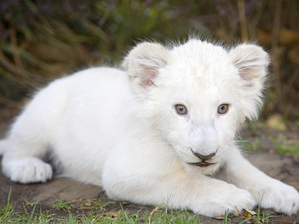 Rare albino animals