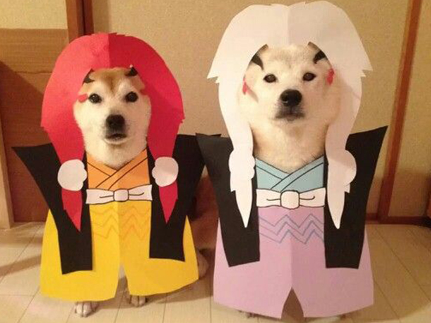 Funny animals in costumes