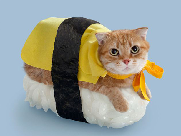Funny animals in costumes