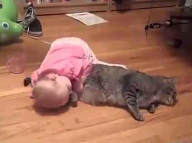 Babies annoying cats