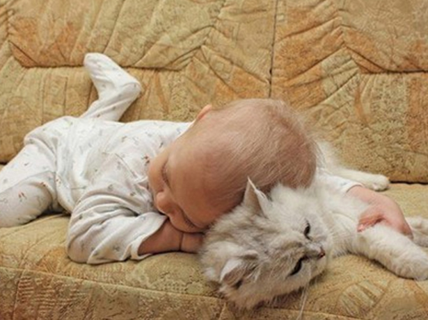 Babies and animals sleeping