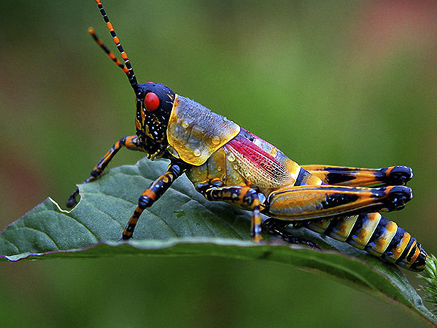 See nature's most beautiful insects