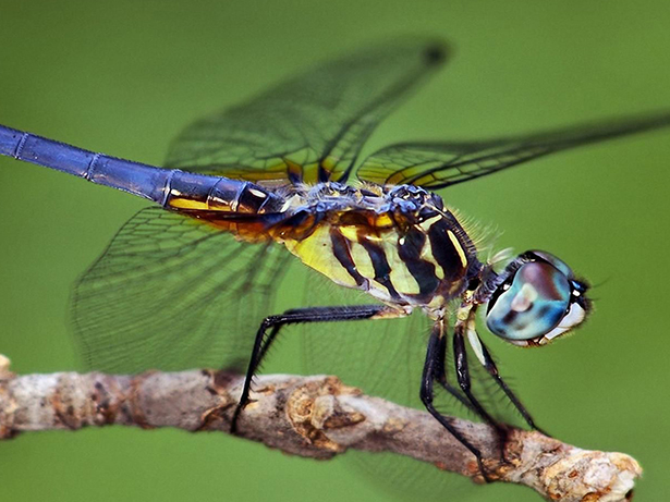 See nature's most beautiful insects