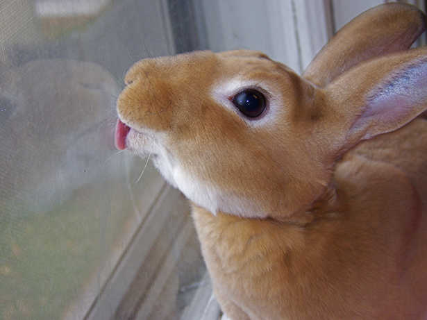 Animals licking windows