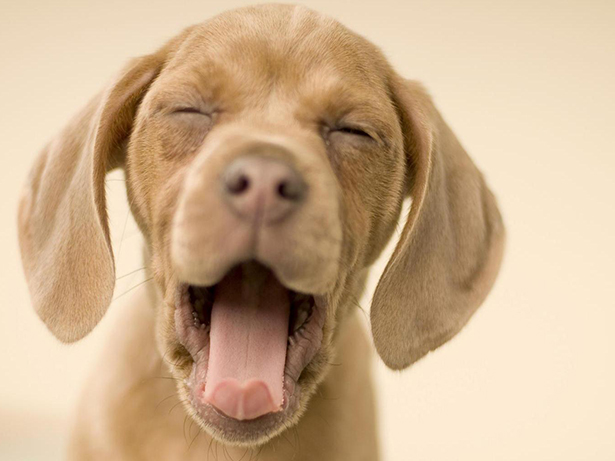 Adorable photos of yawning animals