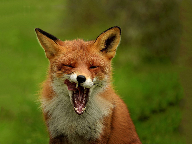 Adorable photos of yawning animals